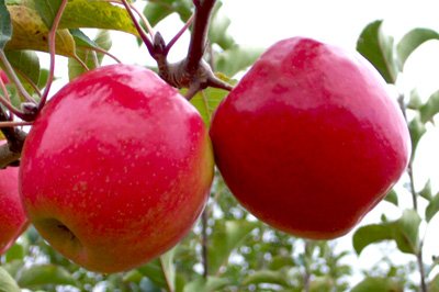 two organic apples pink lady hanging on tree