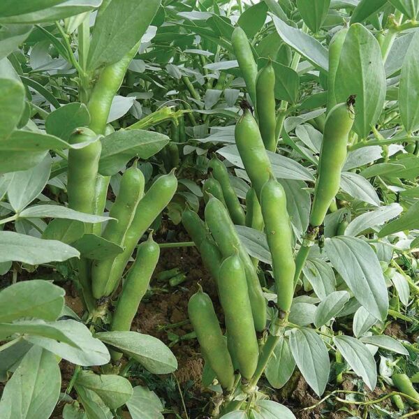 organic broad beans growing in soil