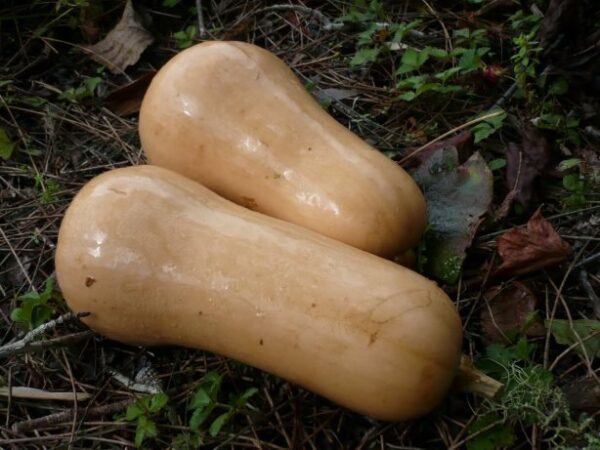 two whole organic butternuts in the garden